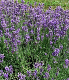 Lavandula angustifolia Hidcote blue strain 